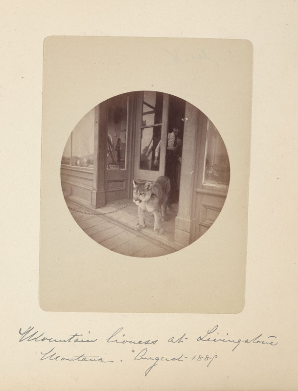 Mountain lioness at Livingstone Montana. August 1889<br />
