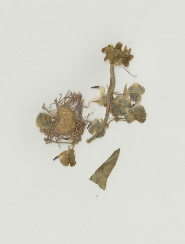 Dried flowers from Mt. Washbourne, Yellowstone National Park