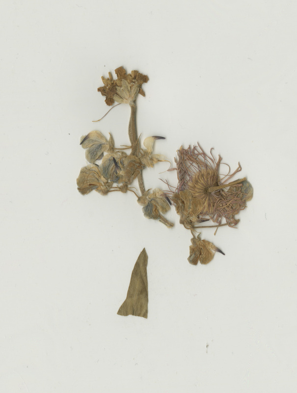 Dried flowers from Mt. Washbourne, Yellowstone National Park