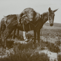 Dead boar slung over donkey's back, 1891