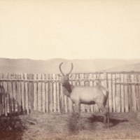 Young elk in fenced in area<br />
