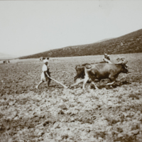 Person plowing field with cattle, 1891