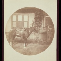 Horse in front of house<br />
