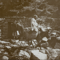 Man riding donkey over rocky creek bed, 1891