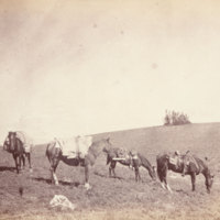 2 riding horses and 2 pack horses on hillside grazing<br />
