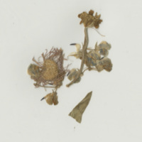 1885-09-04flower1.jpg