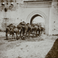 Caravan of camels at Tetouan, May 1891