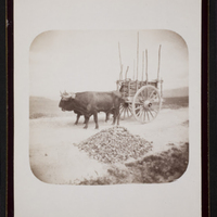 Spanish oxcart, June 5, 1891