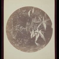 Castor bean plants. Montecito Hot Springs, Cal. Oct. 1890<br />
