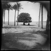 Shrine under tree, Egypt, 1892-1893