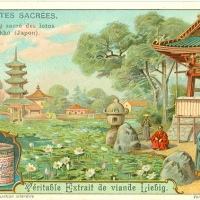 3299. Plantes Sacrées - Les étang sacré des lotus à Nikko (Compagnie Liebig)