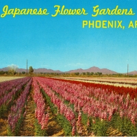2803. Japanese Flower Gardens, Phoenix, Arizona