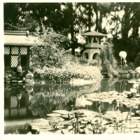 2811. Lotus Lily Pond, Bernheimer Gardens