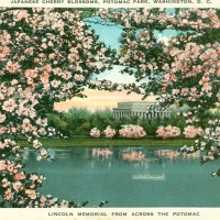 2815. Japanese Cherry Blossoms, Potomac Park, Washington, D.C.