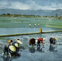 2343. Rice-Planting
