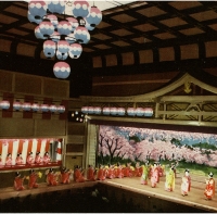 2344. Miyako Odori (Cherry Dance)