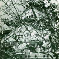 2755. No. 107, Cherry Blossoms and Castle (RPPC)