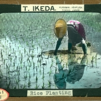 3087. Rice Planting