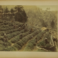 2015. Tea Plantation