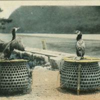 2276. Cormorants used for fishing