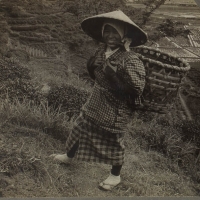 1963. A Country Girl of Old Japan - Among the Famous Tea Fields of Shizuoka, Japan (1904)