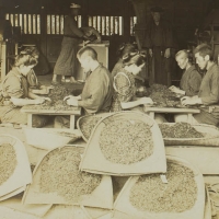 1967. Selecting Tea Leaves, Japan (1904)