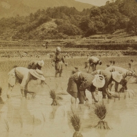 1987. Patient laborers transplanting rice-shoots on a farm in beautiful interior of Japan - near Kyoto (1904)