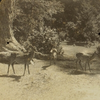1962. A Forest Glade in Old Japan (1903)