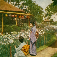 1662. Horikiri, Iris Garden, Japan