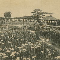 2486. The Horikiri Iris Garden