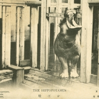 2359. The Hippopotamus, Ueno Zoo