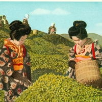 2124. Tea-picking girls